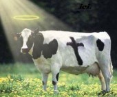 La mucca giuda esiste veramente