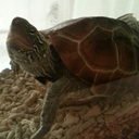 Anson Chow - @ansonchow1998 - Twitter