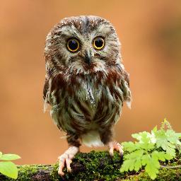 amandawatrudoin's profile picture. 