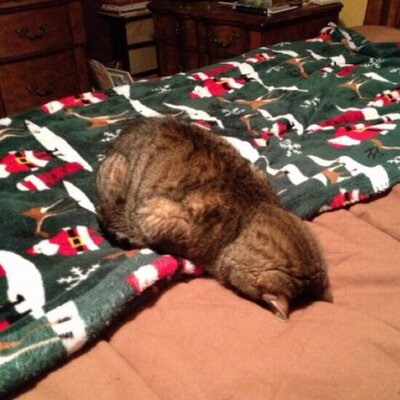 疲れた猫 En Twitter おもちゃ会社の人のプレゼン面白いな 話し方が上手い さっきのデザイナーの人のは発表の喋り方がなんか英語を直訳したような感じで好きくない Tedxtokyo 疲れた猫 En Twitter おもちゃ会社の人のプレゼン面白いな 話し方が上手い さっきのデザイナーの人のは発表の喋り方がなんか英語を直訳したような感じで好きくない Tedxtokyo