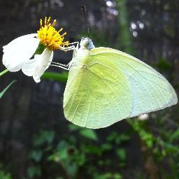 Quiruma's profile picture. Uno más......