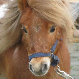 Stichting De Ponyfarm organiseert activiteiten voor kinderen met of zonder speciale zorgaandacht. Ponyrijden en kinderfeestjes aan de Bleukweg 22 in Tilburg
