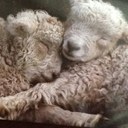 Bella - @MayPorter863 - Twitter