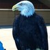 Hal Henard School (@halhenard) Twitter profile photo