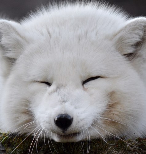 Just a Therian arctic fox here thats loves heavy metal and doodleing dog people. Can be #NSFW at times *Murrs*