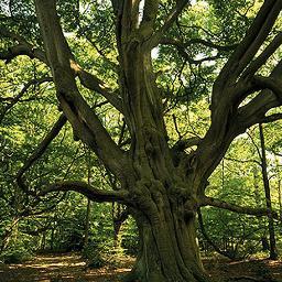 Awengnata's profile picture. se fosse fácil, todo mundo era
se fosse muito, todo mundo tinha.
se fosse raso, ninguém se afogava.
se fosse perto, todo mundo vinha.