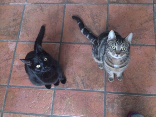 Two handsome brofurs