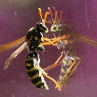 Matthew King (@cincinnatus_c_) 's Twitter Profile Photo