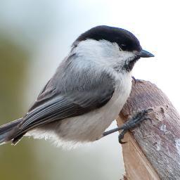 Twitwitwitwitt's profile picture. 