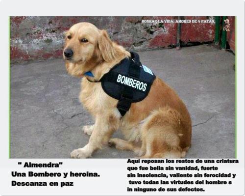 AMO los animales, ellos depende de nosotros y no hablan, seamos su voz y no permitamos que los maten y abandonen,Hay que castrar.Y PROTEGERLOS,