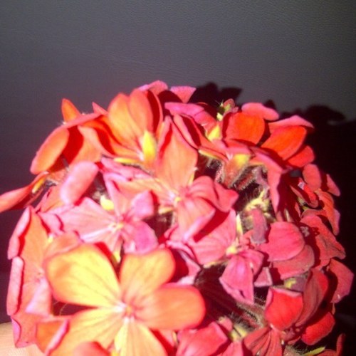 lauram779's profile picture. 