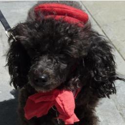 7-lb crusader fighting stupid remarks about poodles. I also speak for my  debarked poodle sister, Doris Day. I'm a @petfinder rescue pup living in SF.