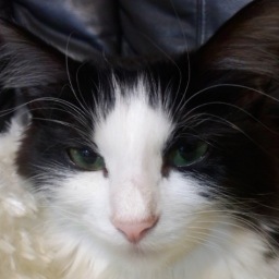 sv670's profile picture. 動物大好きです。特に猫が好きで三匹の子に囲まれて楽しく暮らしています
どんなに辛くても疲れて帰ってきてもこの子たちに癒されちゃいます。犬のダックスも仲間入りして賑やかです！著名人の猫、犬に関する名言を発信していきたいと思います
よろしくお願いします