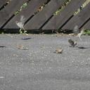 grace mccormack - @Mackspage - Twitter