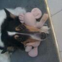 Debbie Roberson - @Fedupwithbrick - Twitter