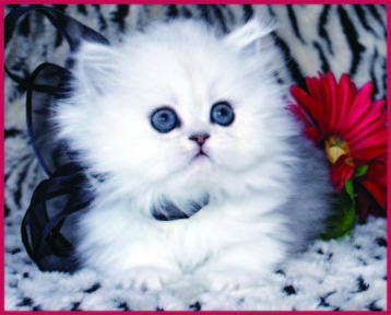 Teacup Persian Kittens For Sale Florida| Silver, Chinchilla and White Persian Kittens | http://t.co/JWJ6SyOlma