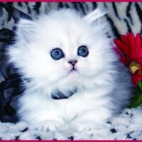 CatsCreation (@catscreationfl) 's Twitter Profile
