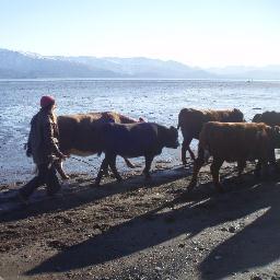 Living the dream with my family on our Alaskan homestead. Check out our show: Alaska The Last Frontier @Discovery