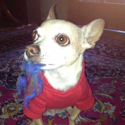 Dog loving, solution selling worker bee, who believes Karma has mad GPS skills. Let go or be dragged...
