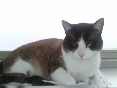 Xavi_Xavicevic's profile picture. No me gusta star trek ni star wars