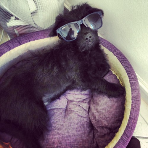 twicello's profile picture. 