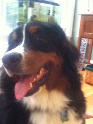 I Have 2 doggies that I love very much!