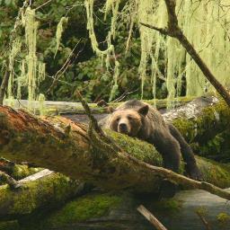 knightinlet's profile picture. Canada's premier grizzly bear viewing lodge. Remote floating grizzly bear watching lodge.