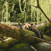 Knight Inlet Lodge (@knightinlet) 's Twitter Profile