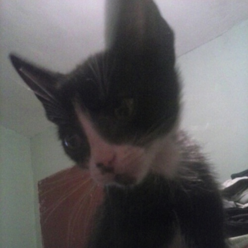 Shadow_Guarida's profile picture. Mascota de #LaGuarida, experto escalador de cajas y darme ala fuga.