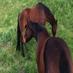poloponyrescue (@poloponyrescue) Twitter profile photo poloponyrescue (@poloponyrescue) Twitter profile photo