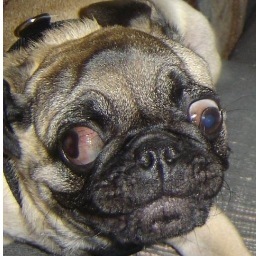 CarrotsanCake's profile picture. Crossfit, Murphy, my red headed husband, and shitting blood. Neat, right?