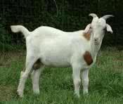 Goats are great they will solve all your problems so get a goat and follow ♠☂