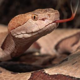 CopperheadStill's profile picture. 