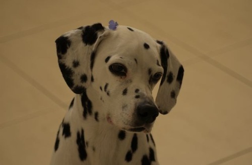 Gourmet dog treats, premium pet foods, toys, collars/leads, accessories and other doggie delights!