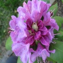 Karissa Cooper - @karissairgz - Twitter