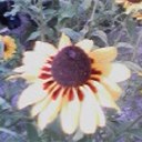 Lynne Sapp - @LynneSapp - Twitter