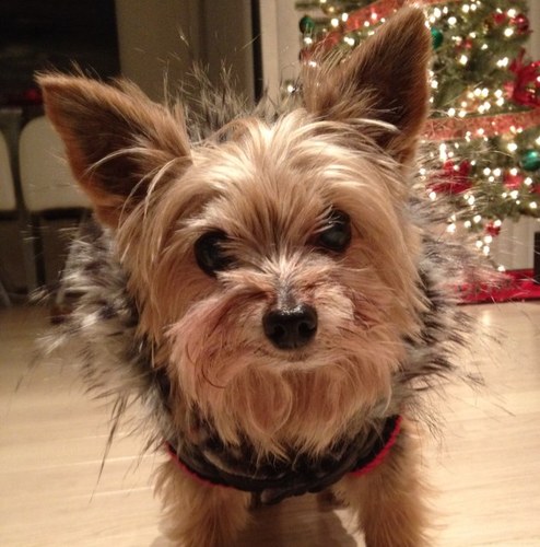 SahbaTV's profile picture. Reality TV producer, fitness freak and food fanatic...oh and grammar Nazi