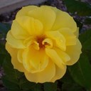 Judy Pullum - @pulljf - Twitter