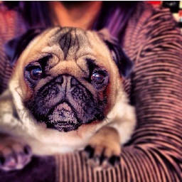 coffee, coffee and more coffee. and my 2 pugs!
