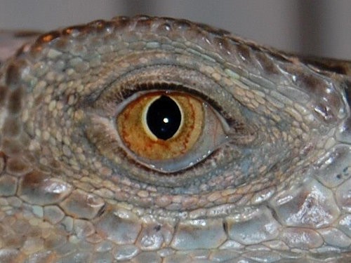 CoalBlackExotic's profile picture. The official twitter of Coal Black Exotics! Check us out on Facebook....www.facebook.com/CoalBlackXotics