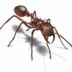 TheProPestStaff's profile picture. Pro-Pest Solutions mission is simple: To exceed our customers' expectations, with unmatched quality service .