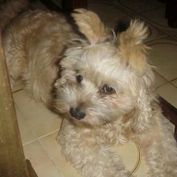 MariaProfe1958's profile picture. Egresada de la casa q vence las sombras. Dos hermosos hijos. Tres nietos maravillosos y un bisnieto hermosisimo. Amo mi país Venezuela.