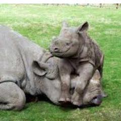 Entrepreneurial mind with a commitment to better business and an interest in wildlife conservation