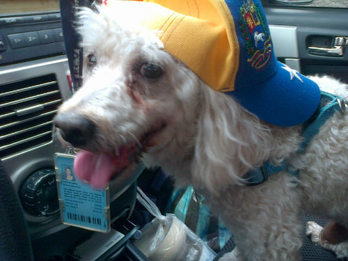 imartine27's profile picture. Abogada, Tutora Escolar Certificada, madre 4x4,  protectora de los animales, Caraquista y empática totalex 💙