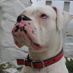 Preocuparse por el estado de la salud mental de tu perro es importante, esto influye en su buen o mal comportamiento. Yo puedo ayudarte sígueme e informarte.