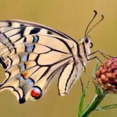 love of the big outdoors, bird watching, nature hikes and to travel the roadside someday. If life ever gives you a second chance...take it!