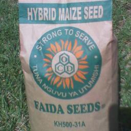 Producers of High Quality Maize Seed Varieties KH500-31A, FS 650, KDV1
