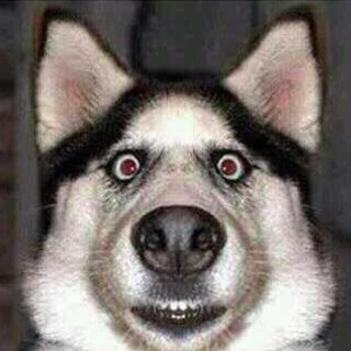 gonzalou223's profile picture. 