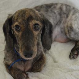 sillysausagedog's profile picture. Follow the adventures of Trudy the silly sausage dog