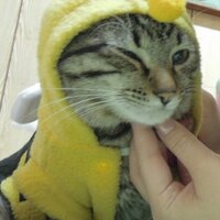 Yuan Kuo (@gochi329) 's Twitter Profile
